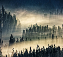 Фотообои туман Divino Decor Фотопанно 3-х полосные Z-117